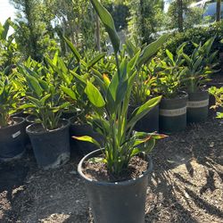 Bird Of Paradise Bush