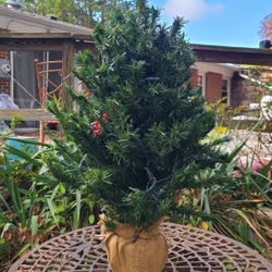 Beautiful  Table Top Tree