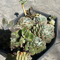 ALL Succulent Plants, Plantas Suculenntas / Pot