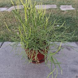 Large Pencil Cactus In Planter