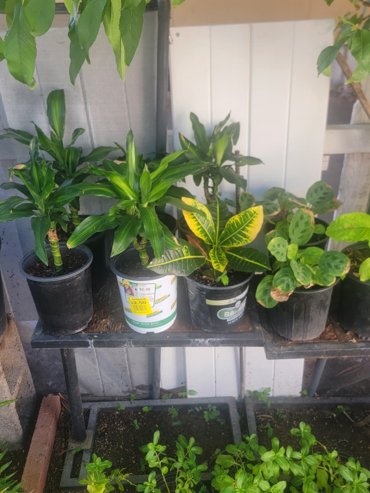 Plants 