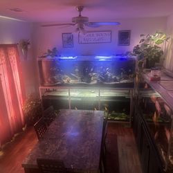 300 and 200 Gallon Aquarium 