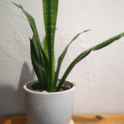 Snake Plant 