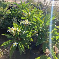 Plumaria plant