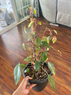 Strawberry Shake Philodendron