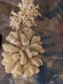 Fossile coral rare