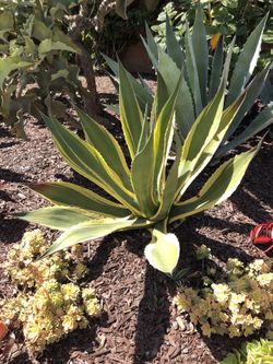 Agave Salmiana var. ferox Variegata (Maguey) Century Plant Agave Salmiana var. ferox Variegata (Maguey) Century Plant