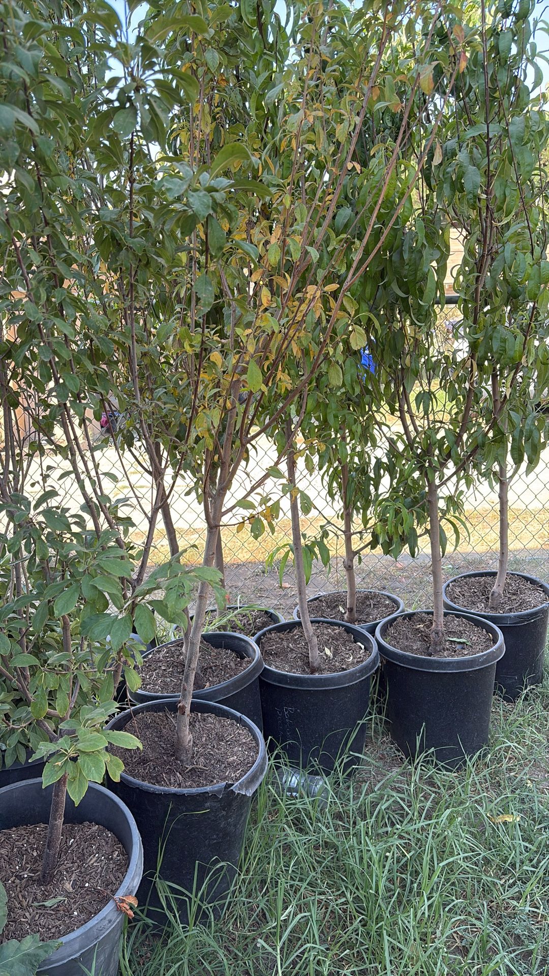 Fruit trees