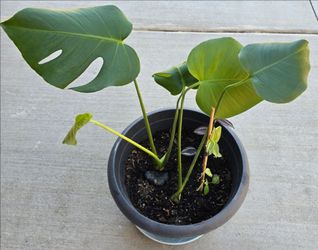 Monstera Deliciosa, Tradescantia Zebrina & Tradescantia Fluminensis Variegata Wondering Dude Plant $20 Firm!