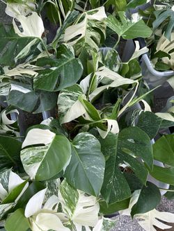 Monstera Albos