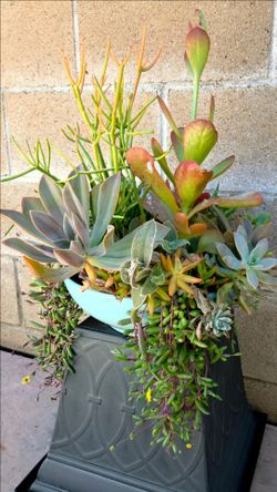 Decoration Suculent Plants mix
