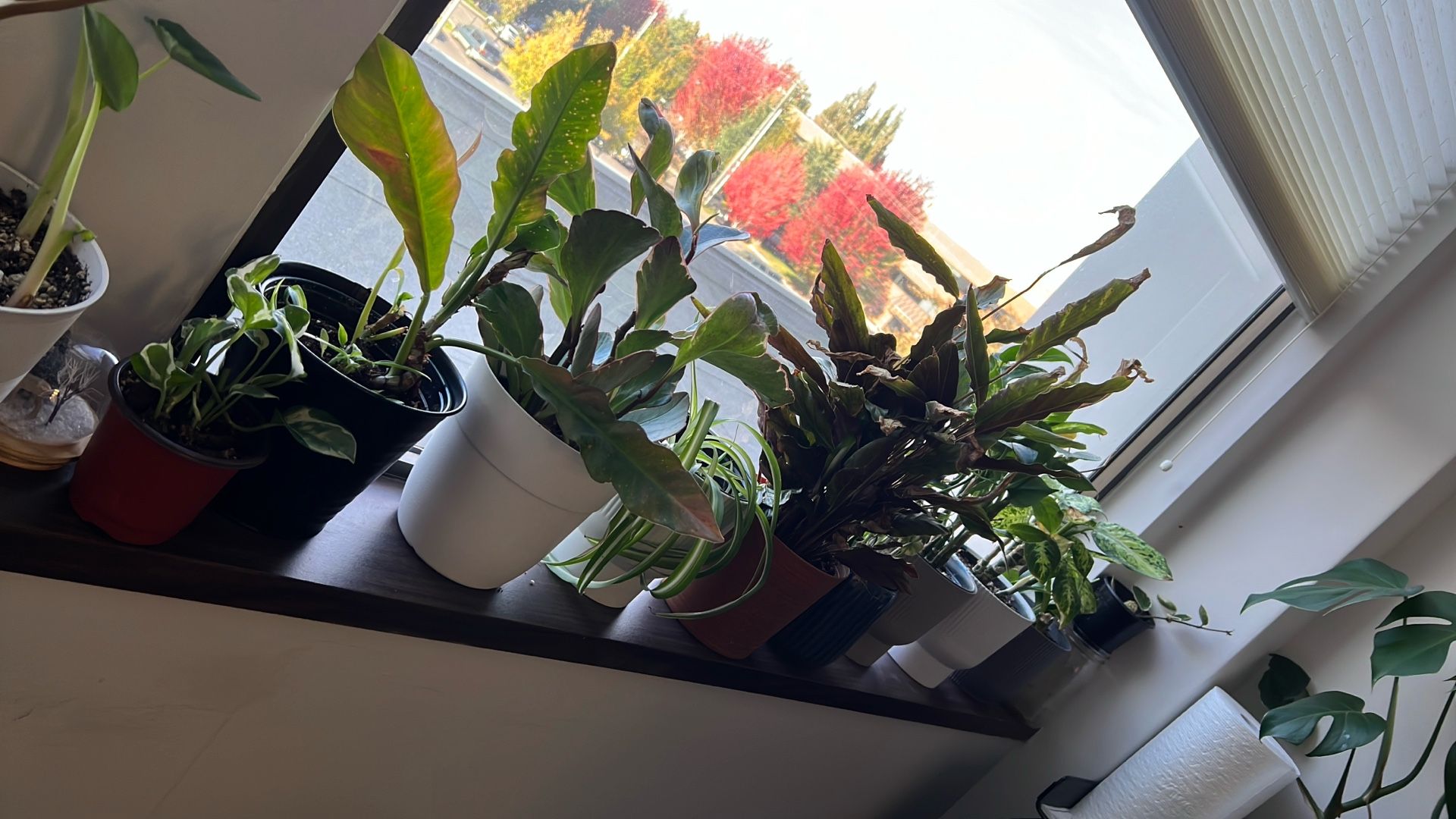 Plants