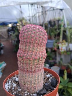 Small Rainbow 🌈 Cactus $15