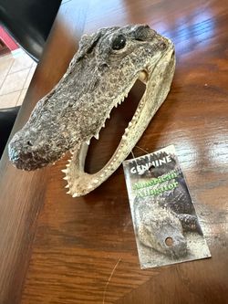 Genuine American Alligator Taxidermy Head