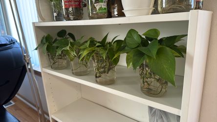 Pothos in water