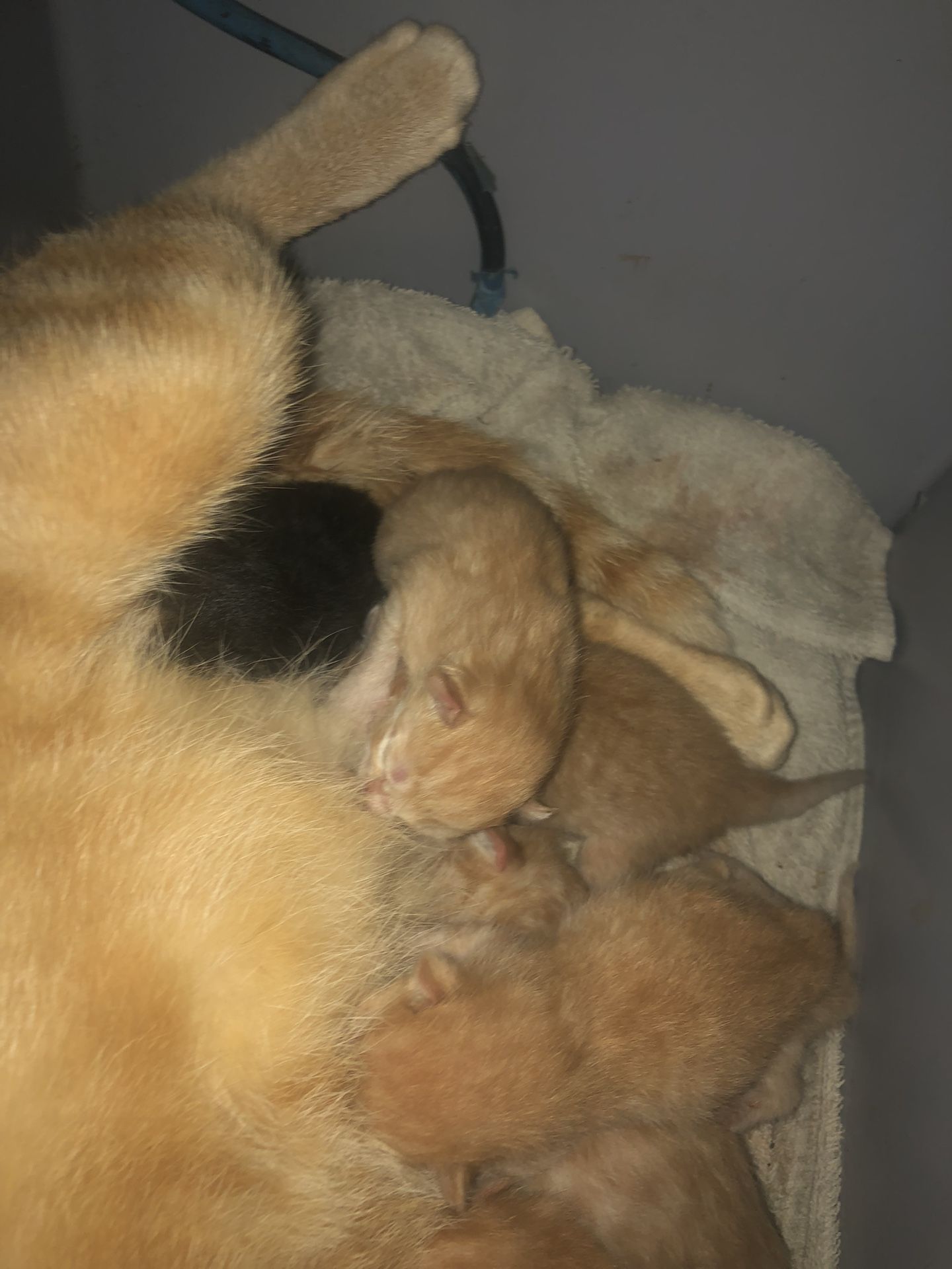 Kittens Regime