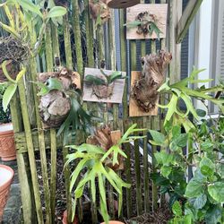 Staghorn fern plant