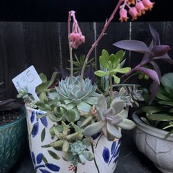 Beautiful Succulent Planter 
