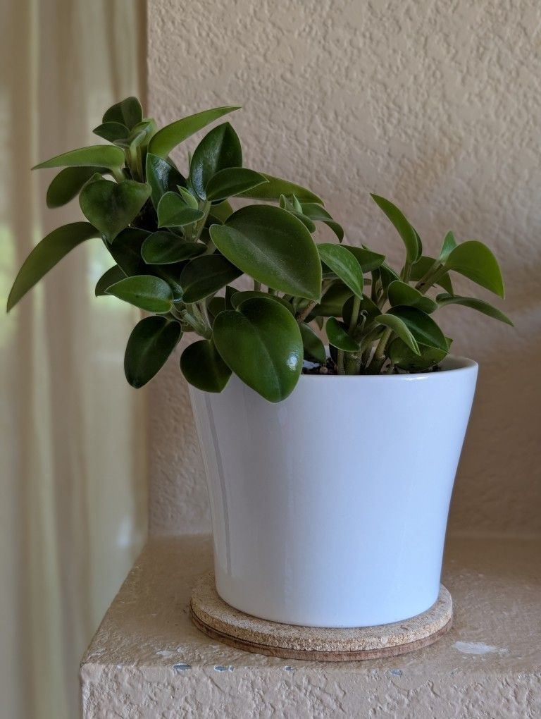 Healthy Beautiful Indoor Plant ( Pepsromia)