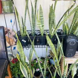 Snake Plantas 10 Each 