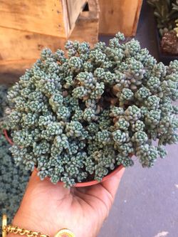 Succulents 4”