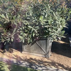 Olive Plant