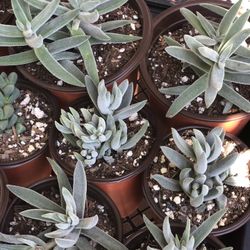 Succulents $3 And $5