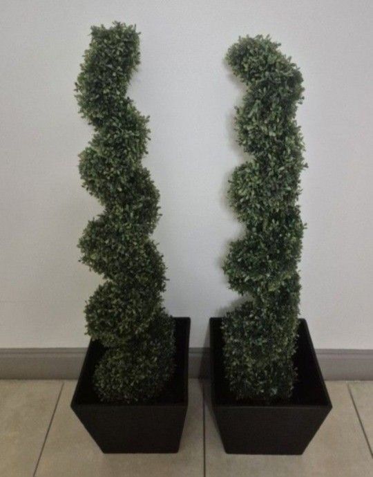 *** REDUCED *** PAIR of 4ft Boxwood Spirals in 11" Black Square Planters @ Lasting Creations