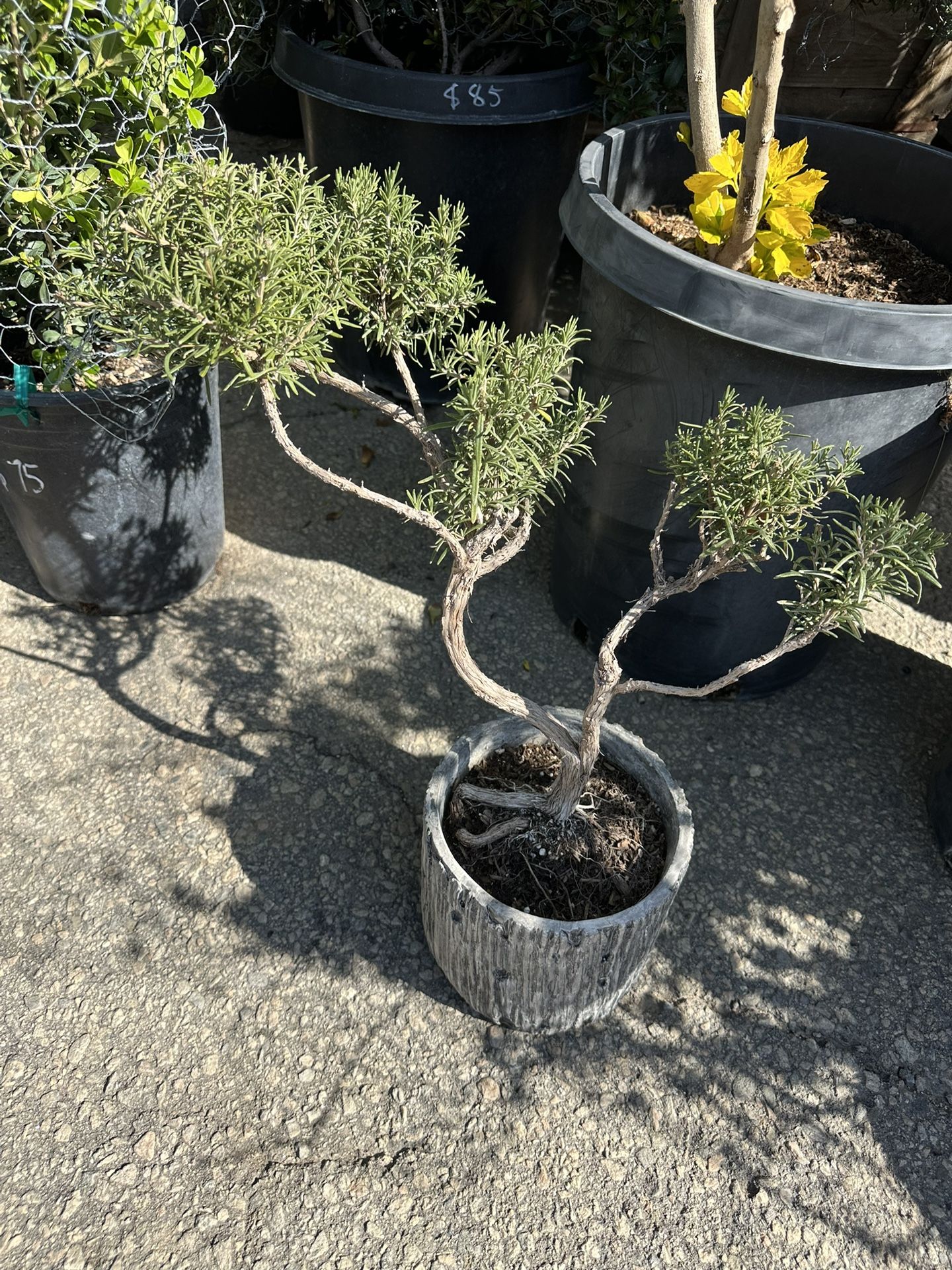 Rosemary Topiary Bonsai