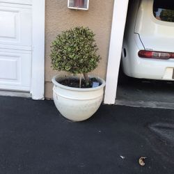 Succulent (portalacria afra)