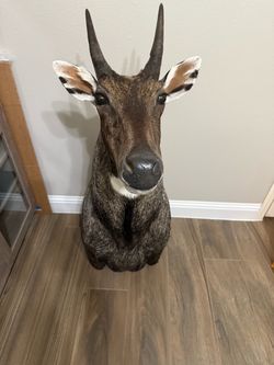 Nilgai head mount