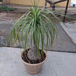 Large Ponytail Palm Beaucarnea Recurvata Tree 