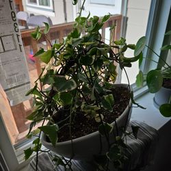 Wax Ivu In Ceramic Pot With A Wood Trellis 