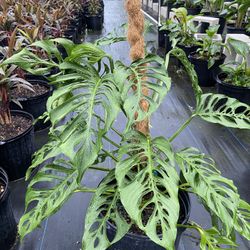 Swiss Cheese Monstera Plant for Sale in Homestead, FL - OfferUp