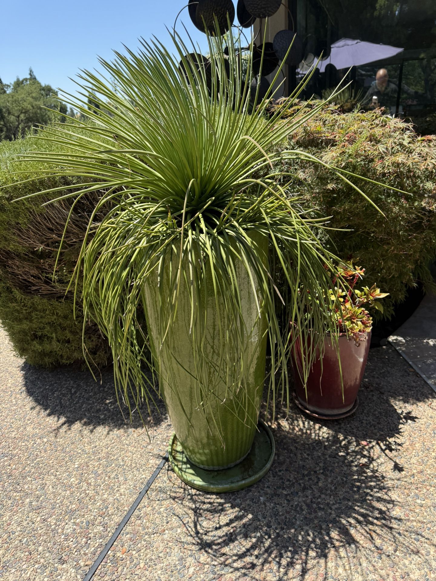 Large Ceramic Pot Includes Plant!