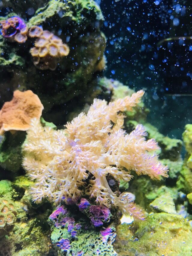 Coral