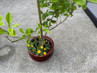 6ft Pomelo Grapefruit Tree with marigolds
