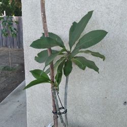 Plumeria Blanca