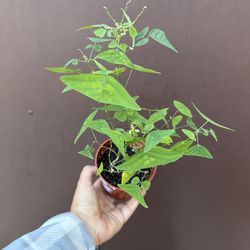 4” christia obcordata