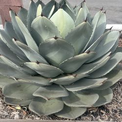 Mother Jade Succulent -Large