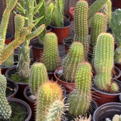 Cactus 4”pot