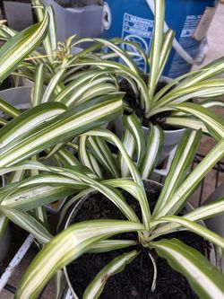 Spider plant
