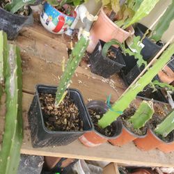 Dragon Fruit Plant"Palora " ,  14" Trimming Pieces, 4* to 10" in Small Pots, 