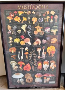 Framed food posters