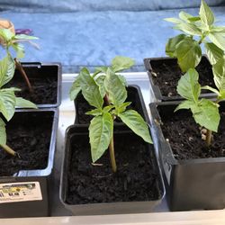 Vietnamese Basil Starter Plant