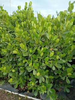 Huge clusias about 7 feet tall instant privacy hedge for fence