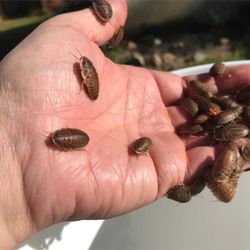 Dubia Roach 