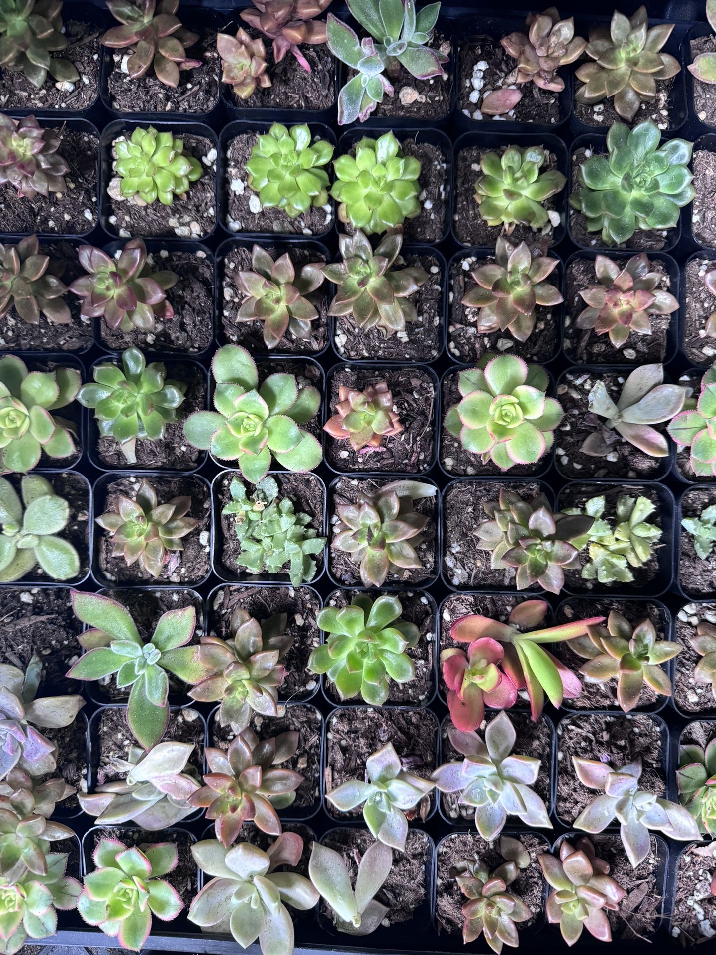 Succulents (mini)
