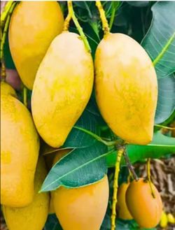 Grafted   Mango   Tree
