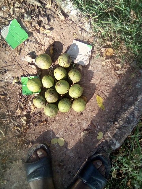 Fresh Black Walnut